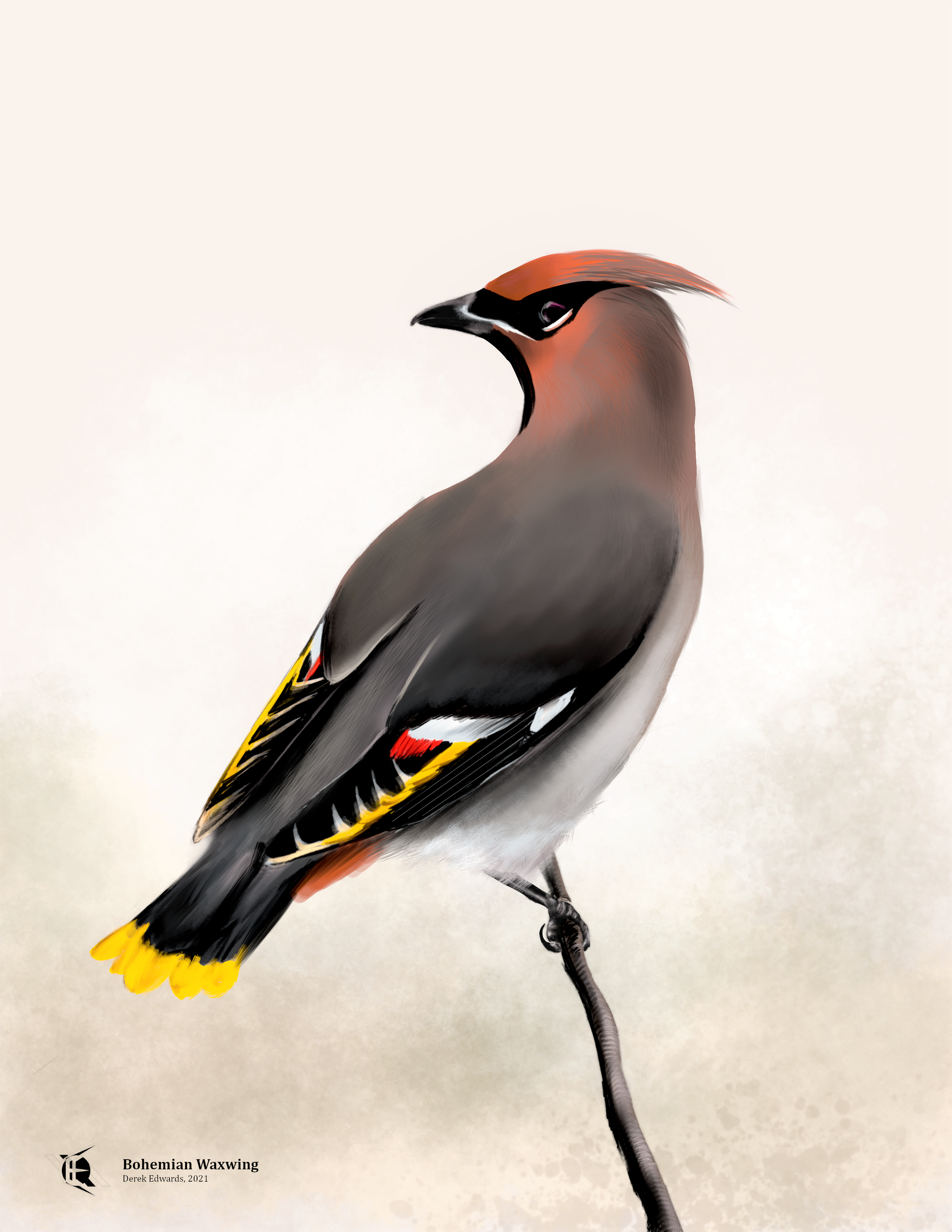 Bohemian Waxwing-min.png