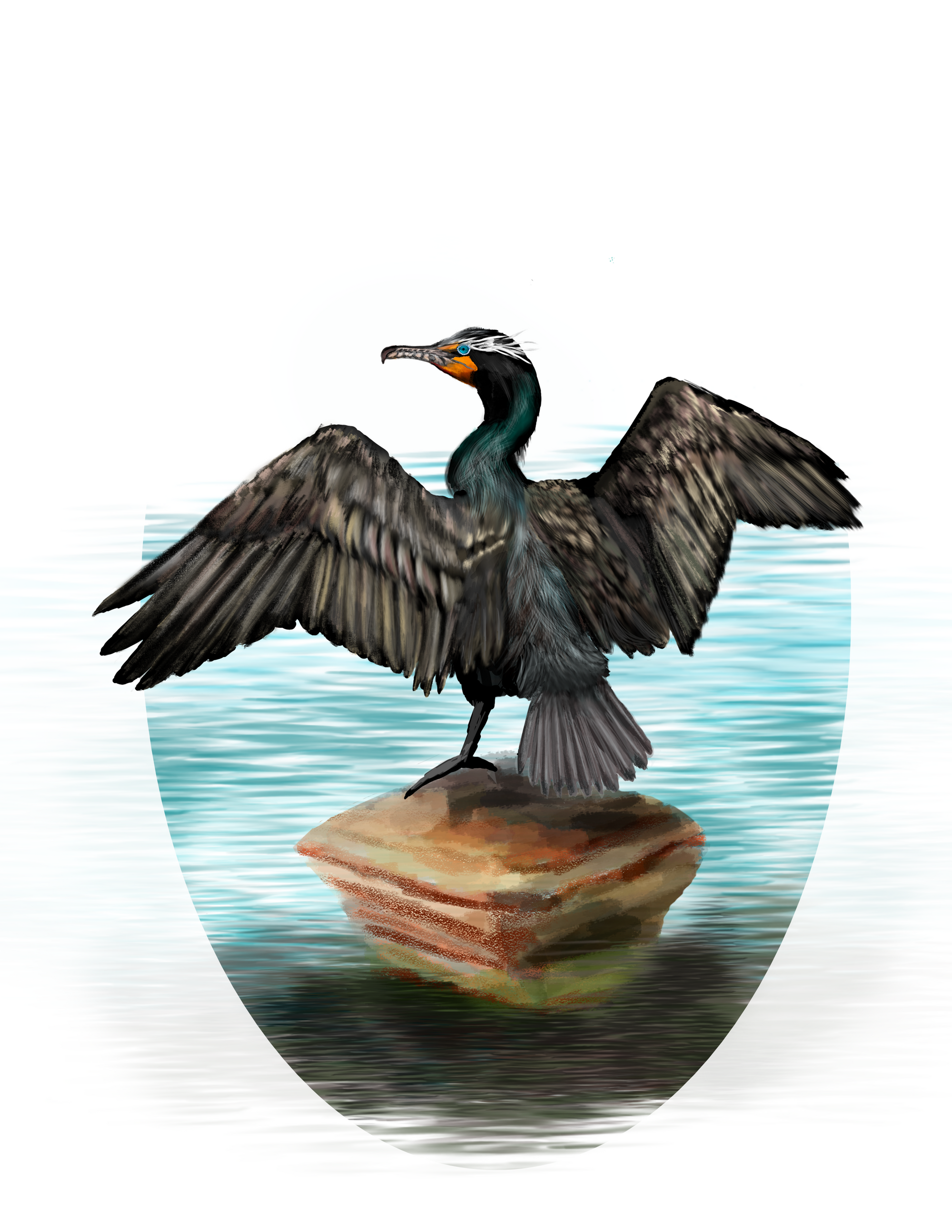 Double-crested Cormorant.png