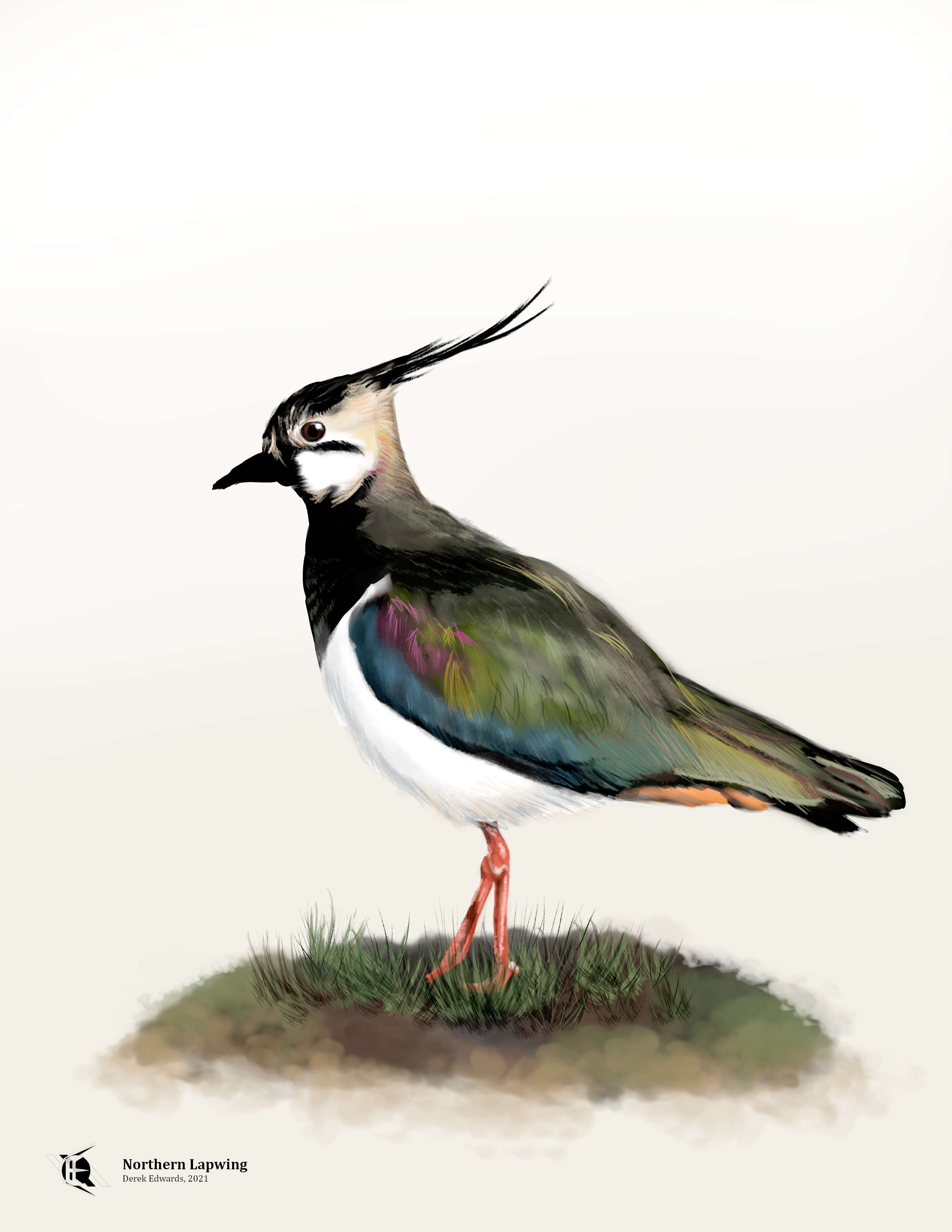 https://s3-us-west-2.amazonaws.com/secure.notion-static.com/b3455857-6f53-4358-b797-69789a022b19/Northern_Lapwing.png
