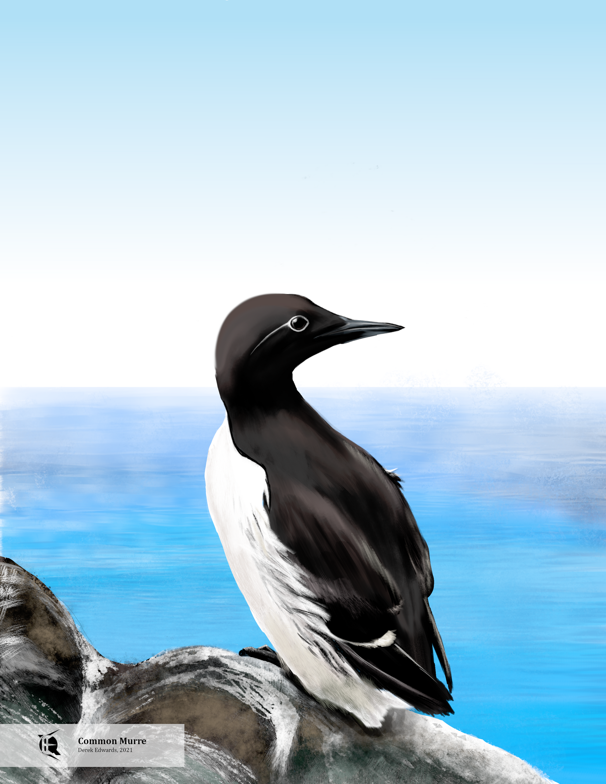 Common Murre.png