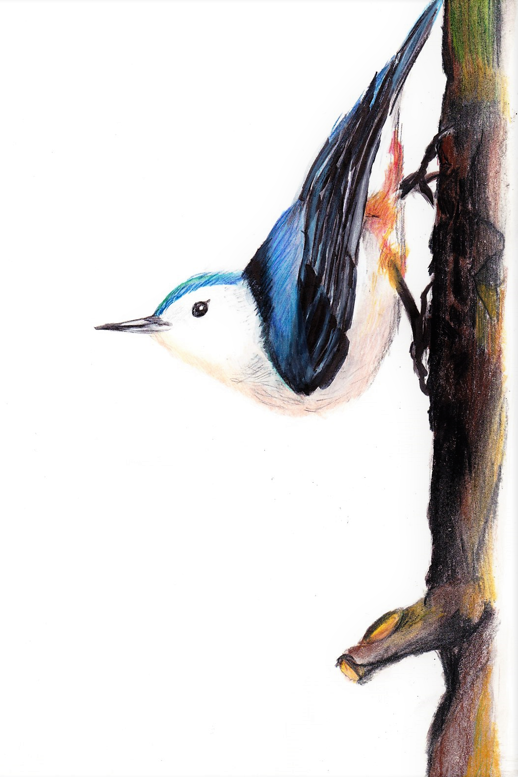 White-Breasted Nuthatch.png