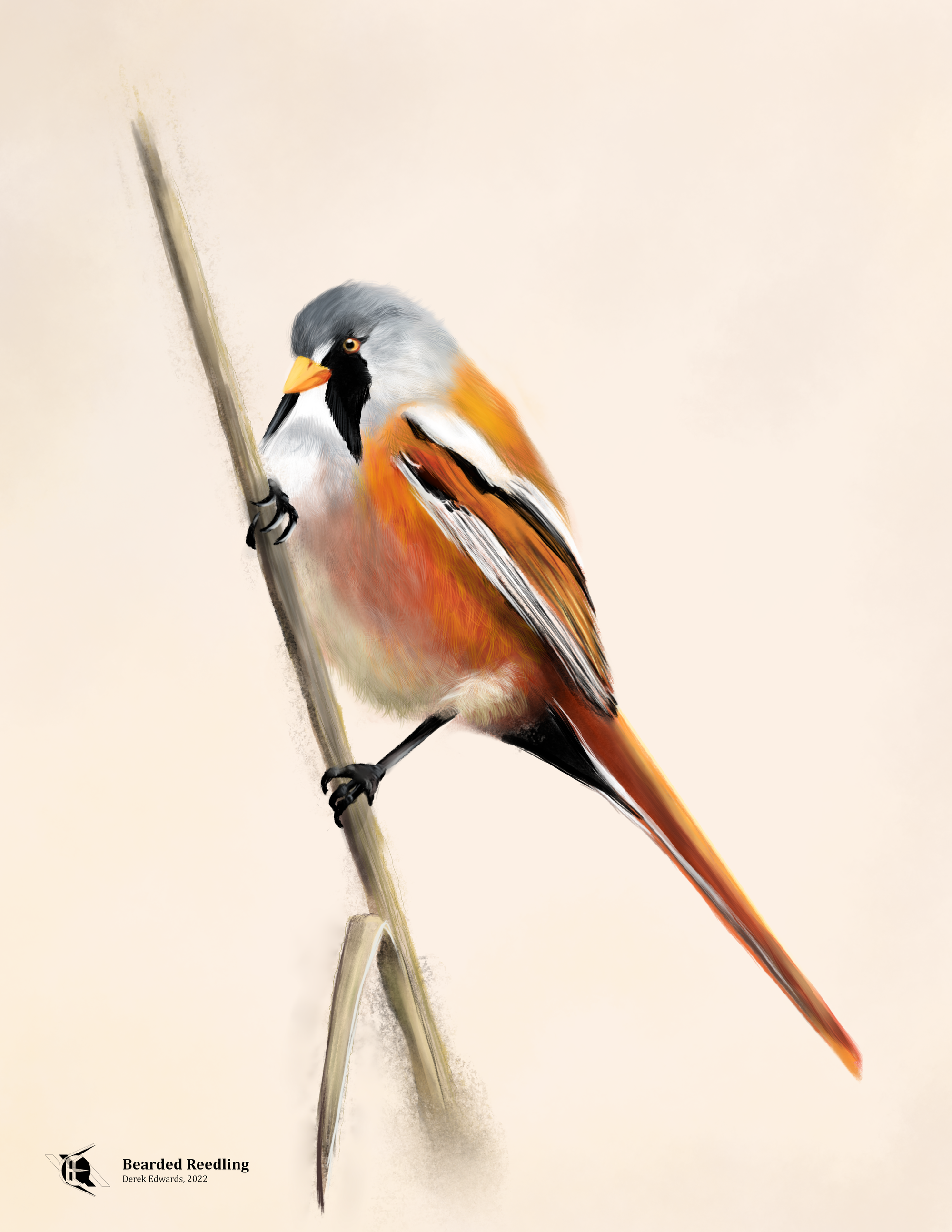 Bearded Reedling.png