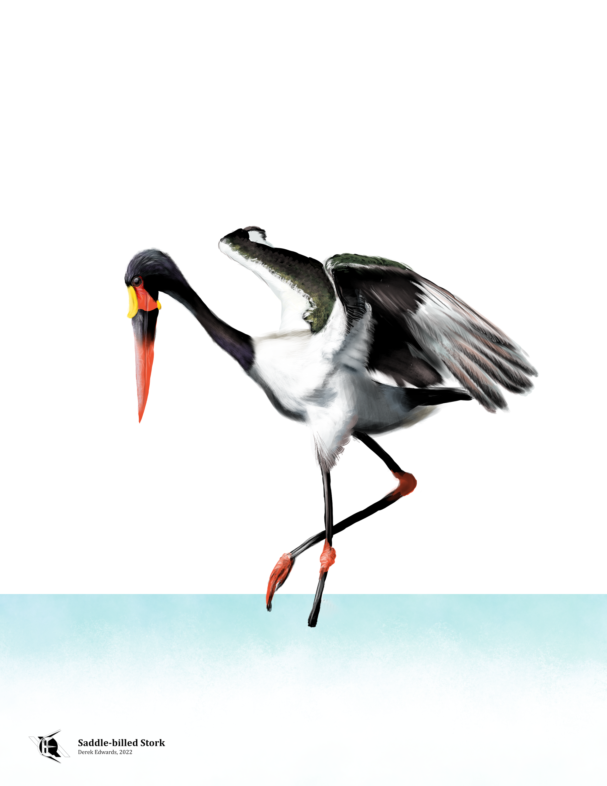 Saddle-billed Stork.png