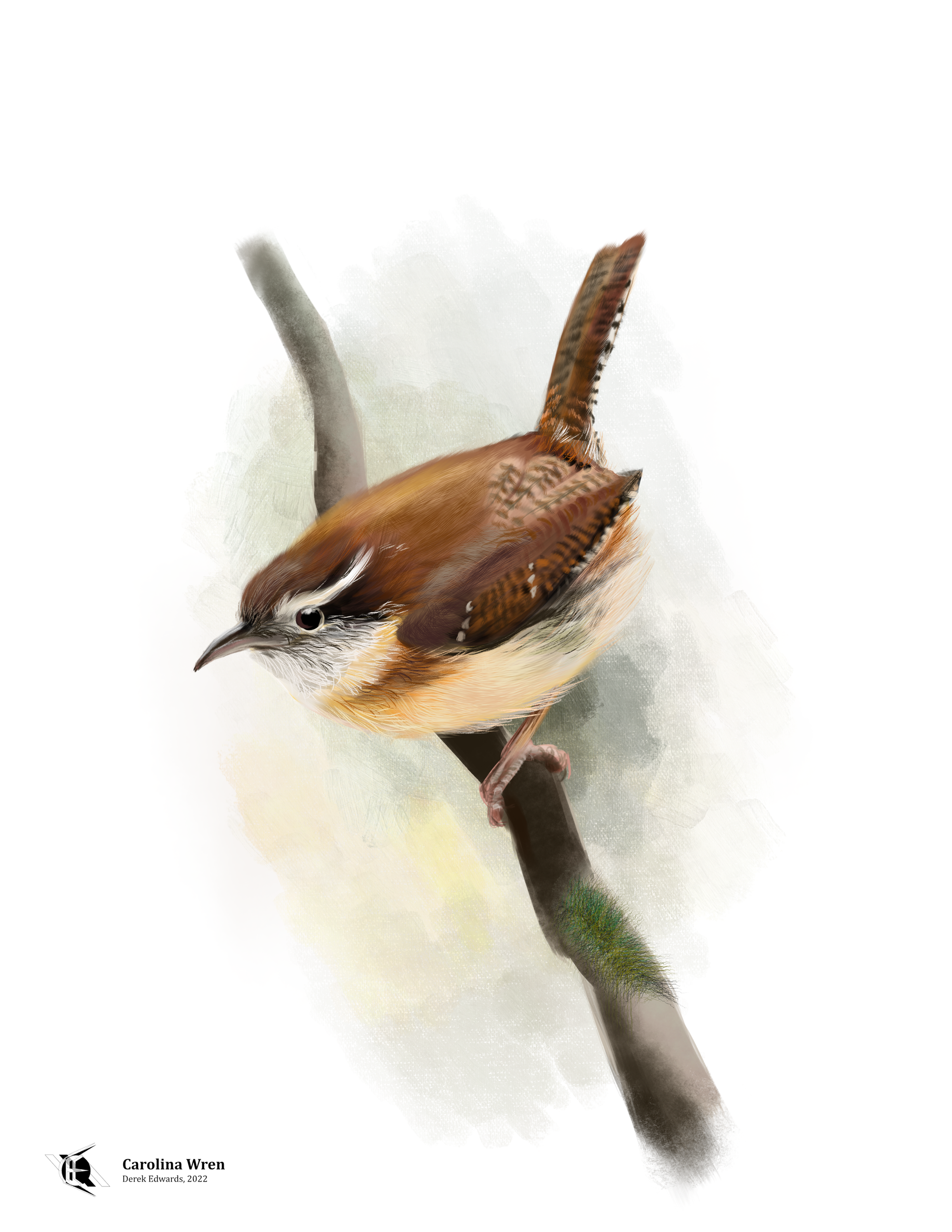 Carolina Wren.png