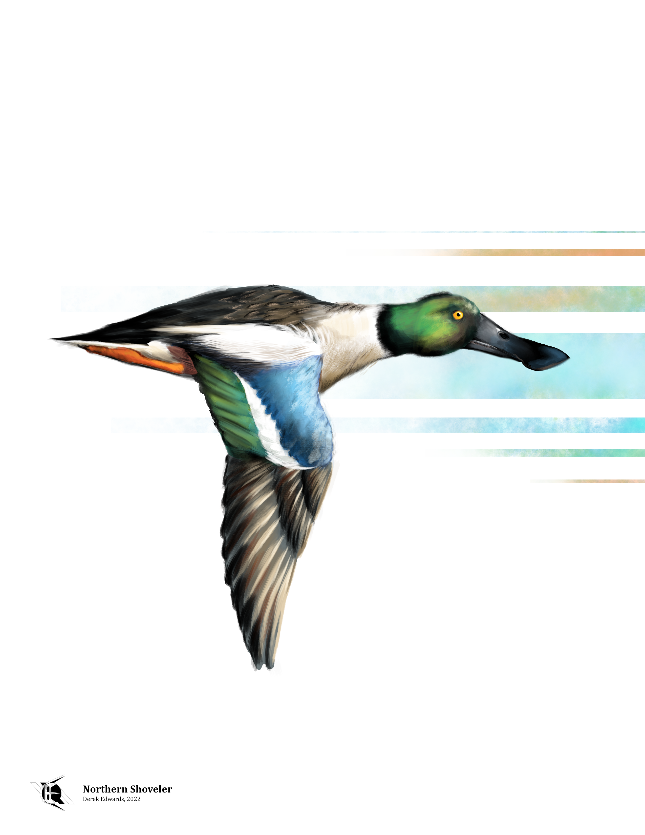 Northern Shoveler.png