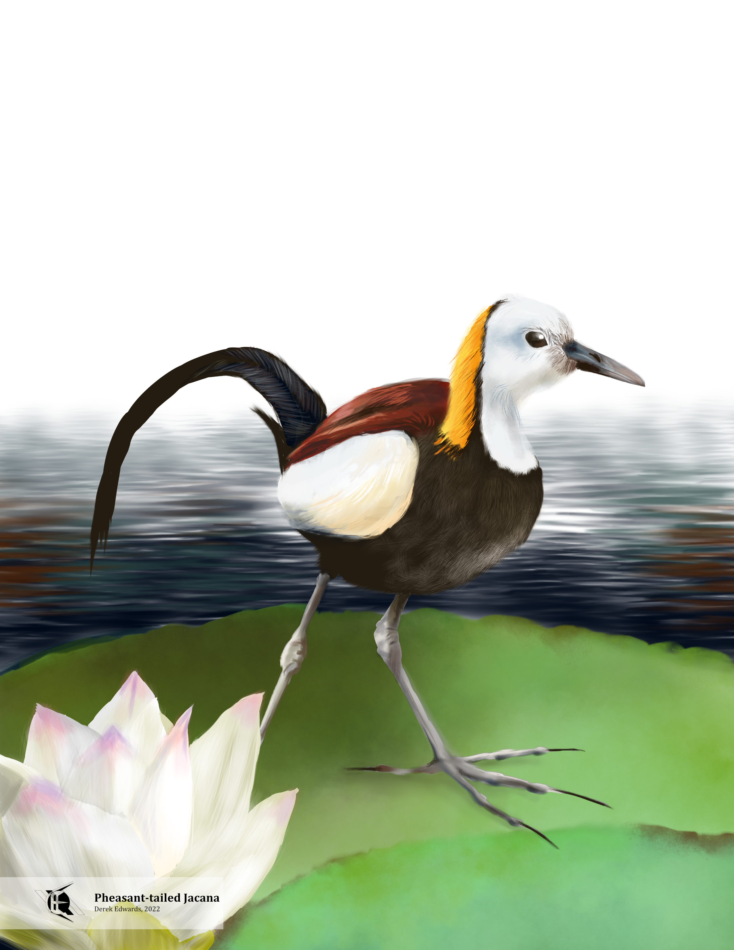 Pheasant-tailed Jacana.png