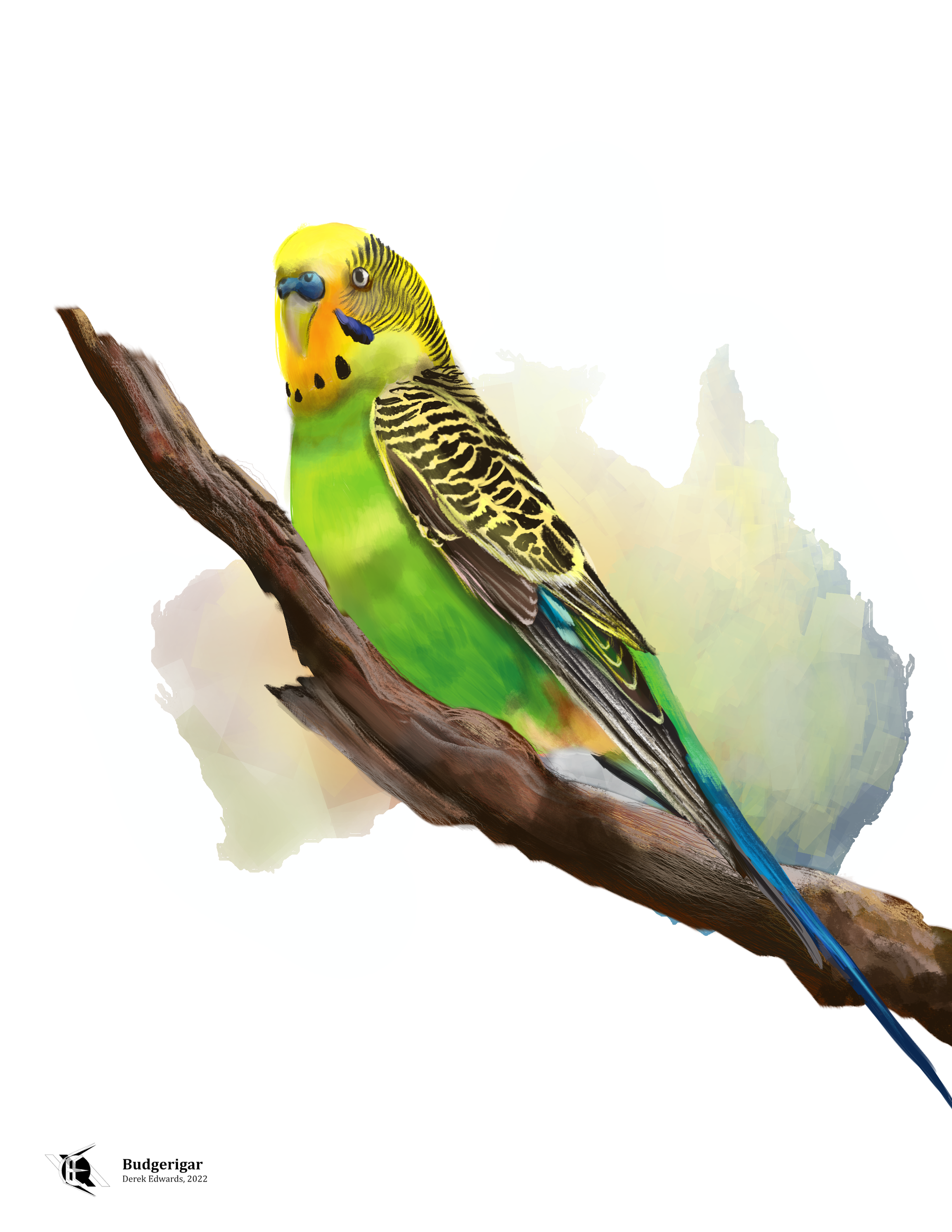 Budgerigar.png