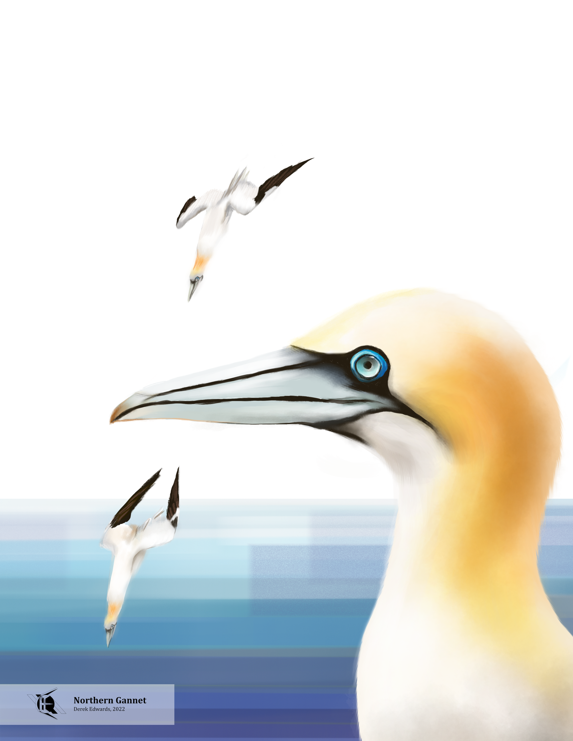 Northern Gannet.png