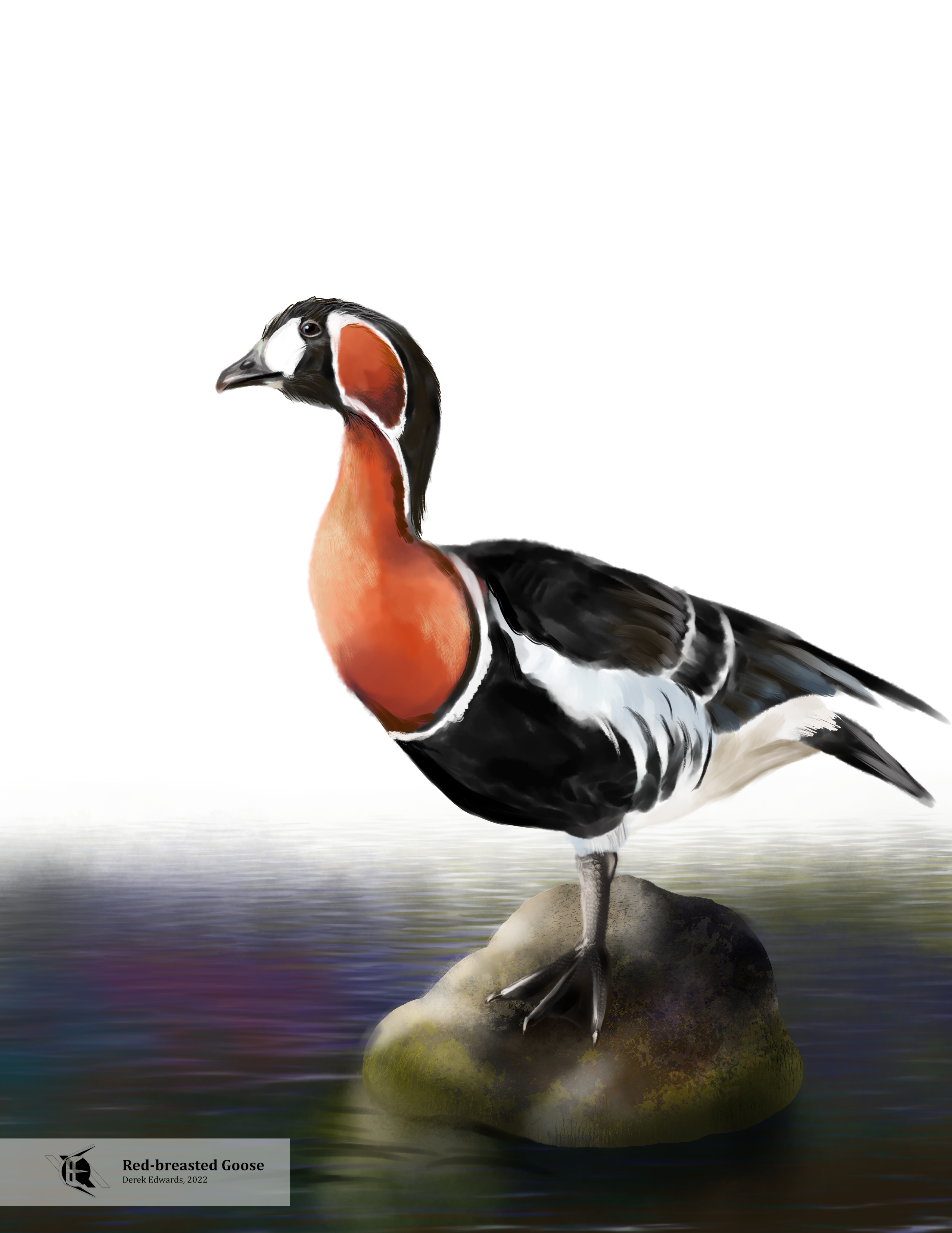 Red-Breasted Goose.png