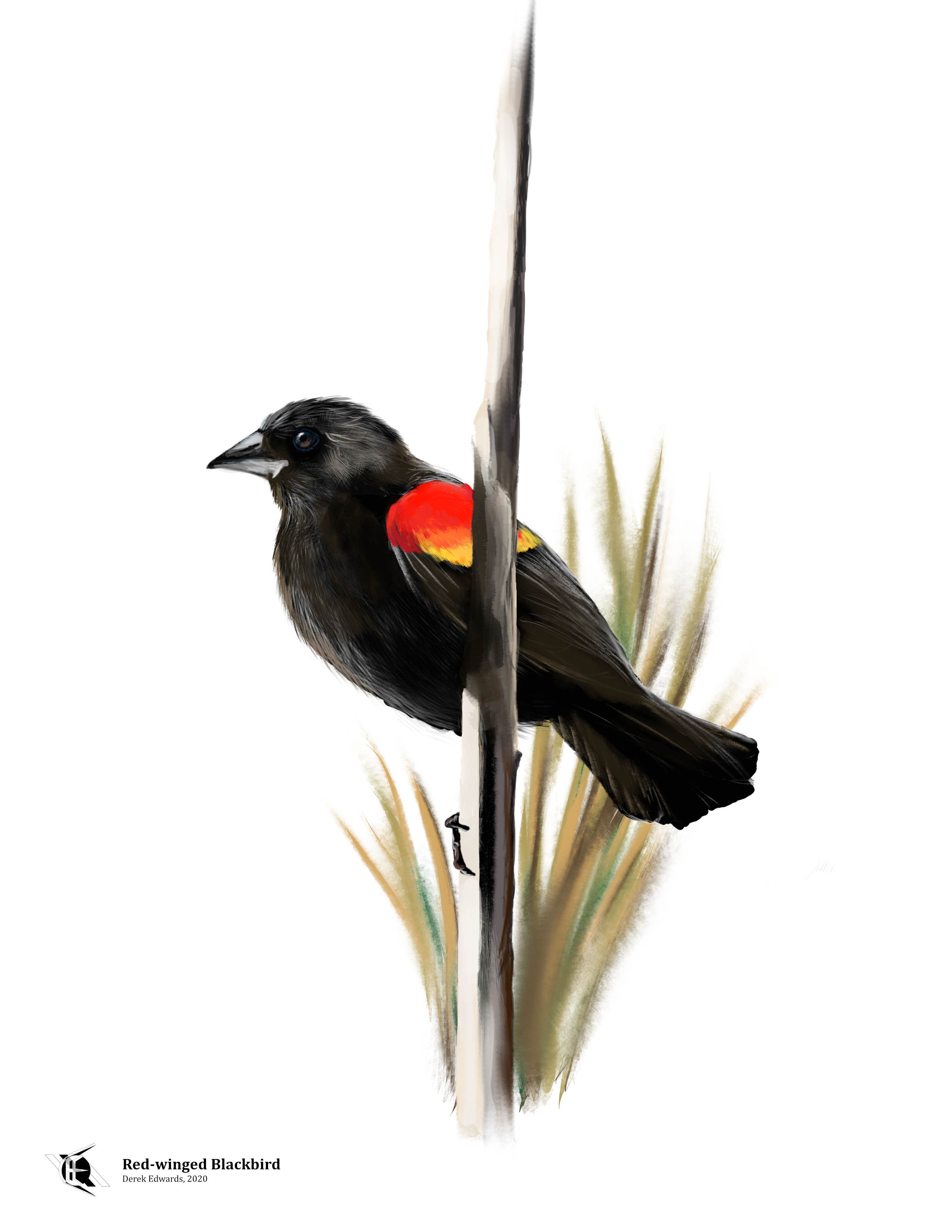 Red-Winged Blackbird.png