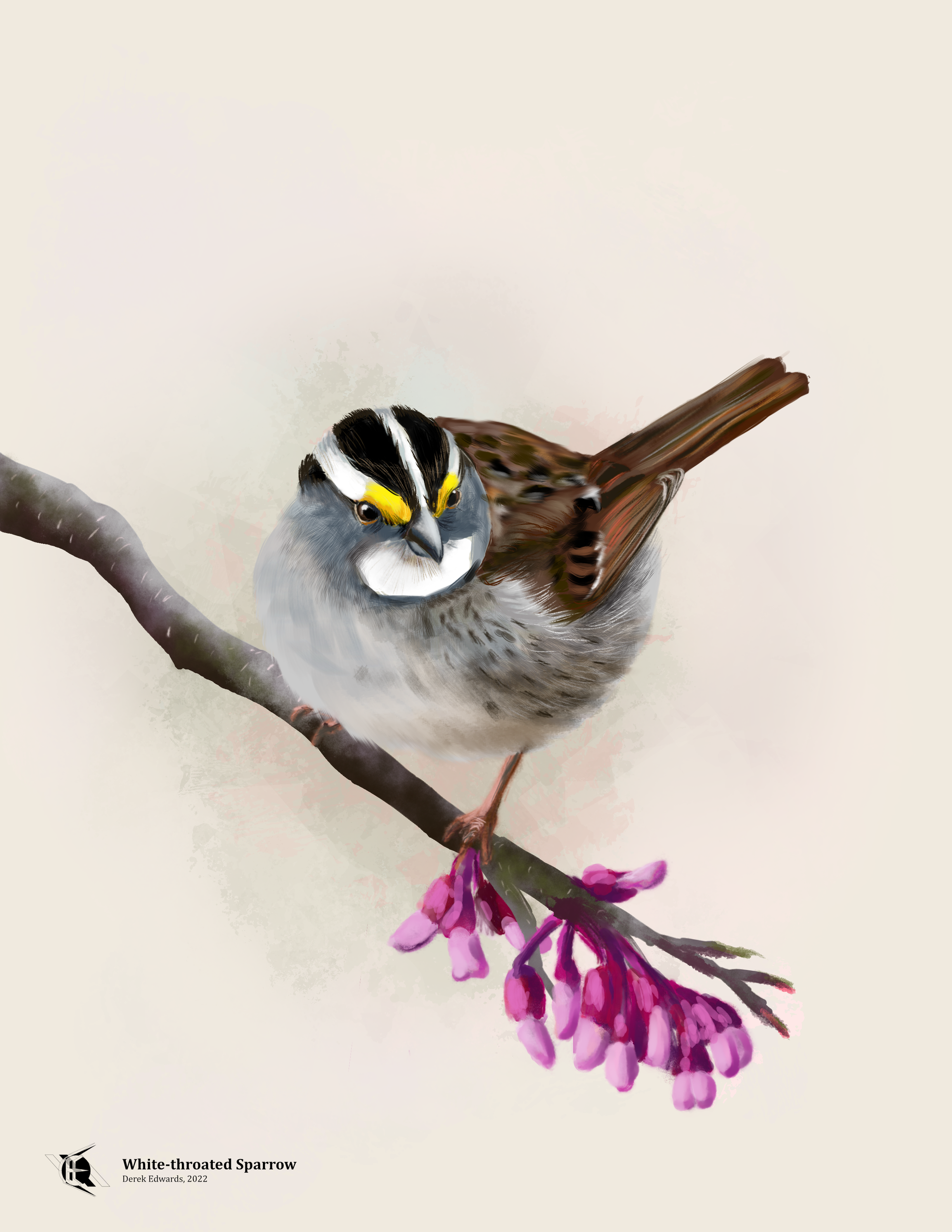 White-throated Sparrow.png