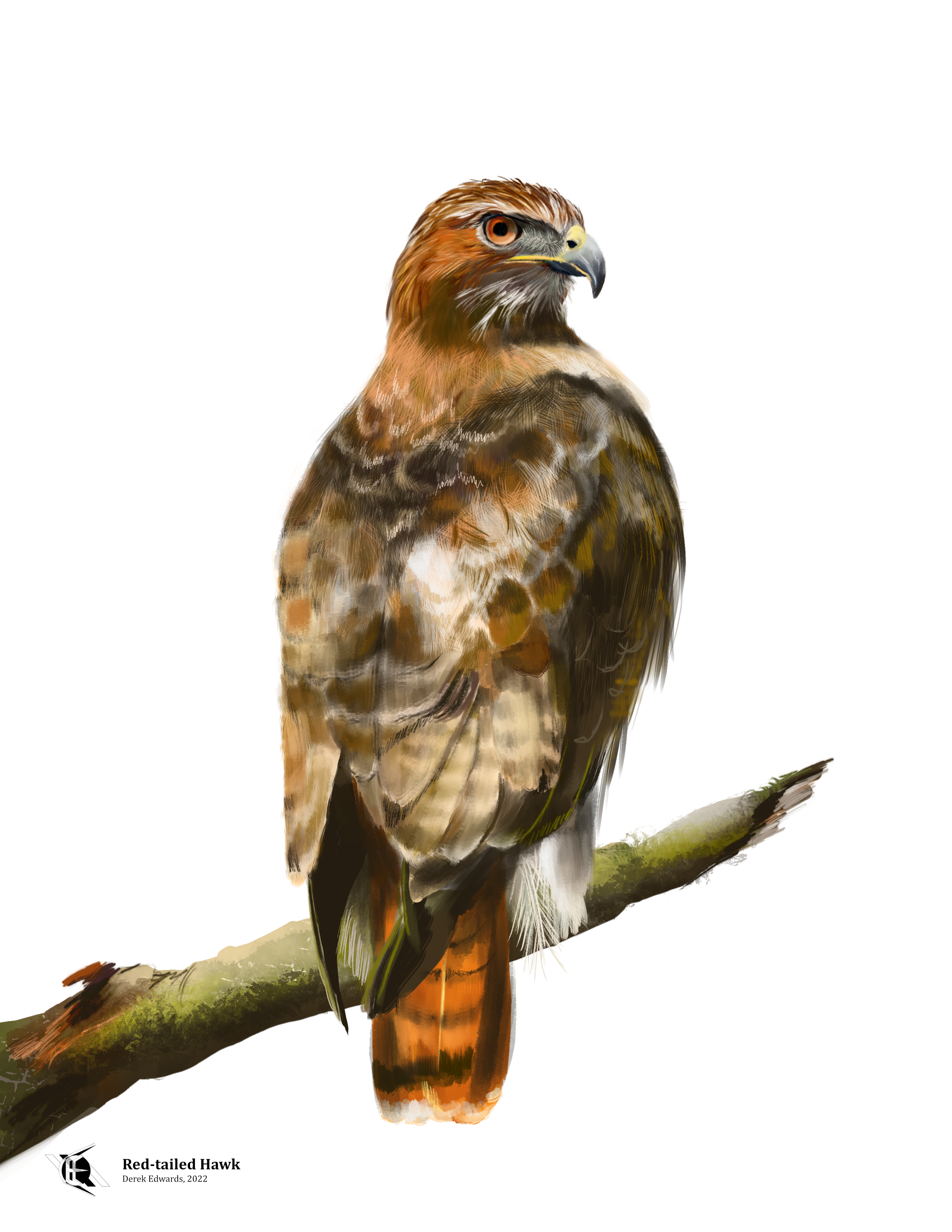 Red-tailed Hawk.png
