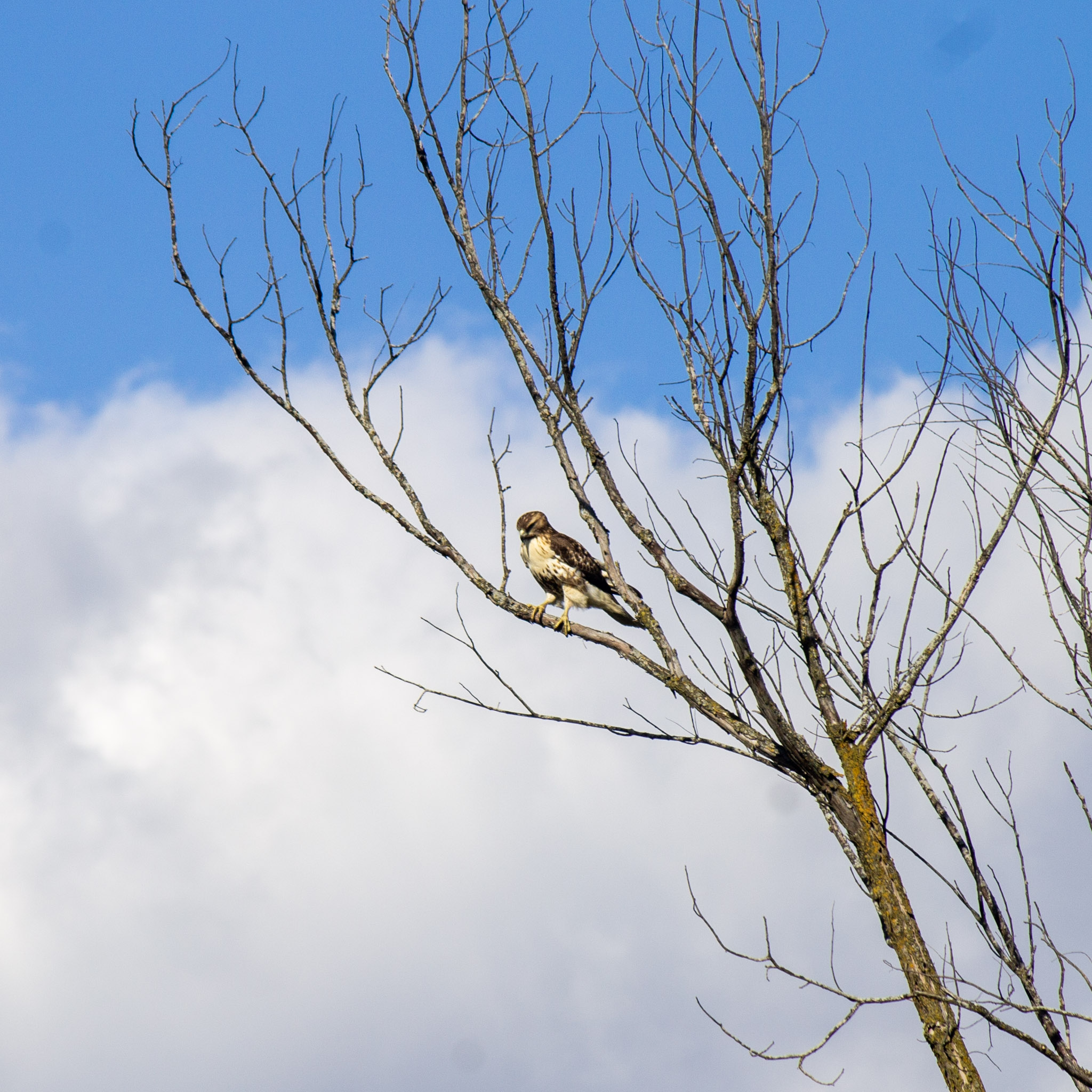 A red-tailed hawk sitting in the bare branches of a tree