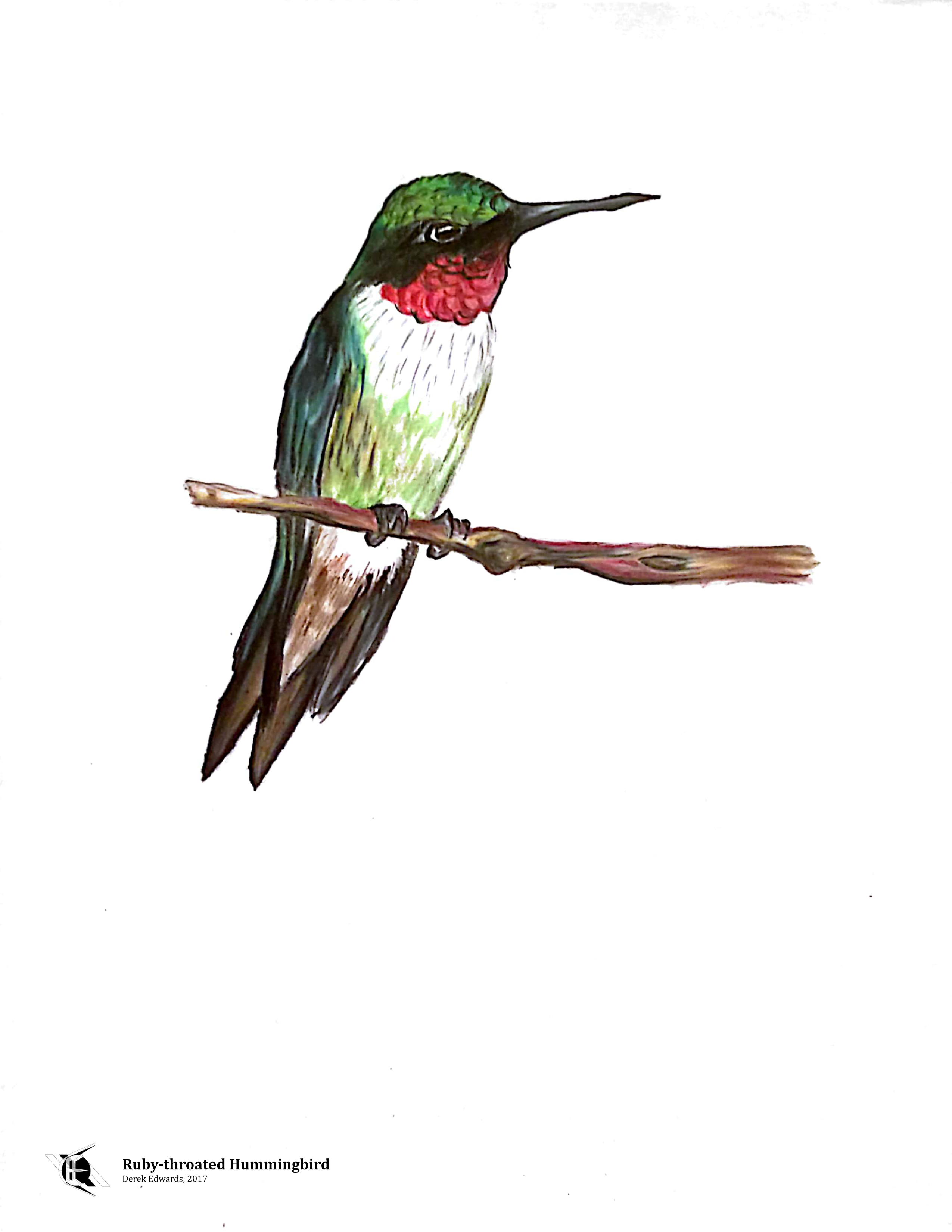 Ruby-Throated Hummingbird.png