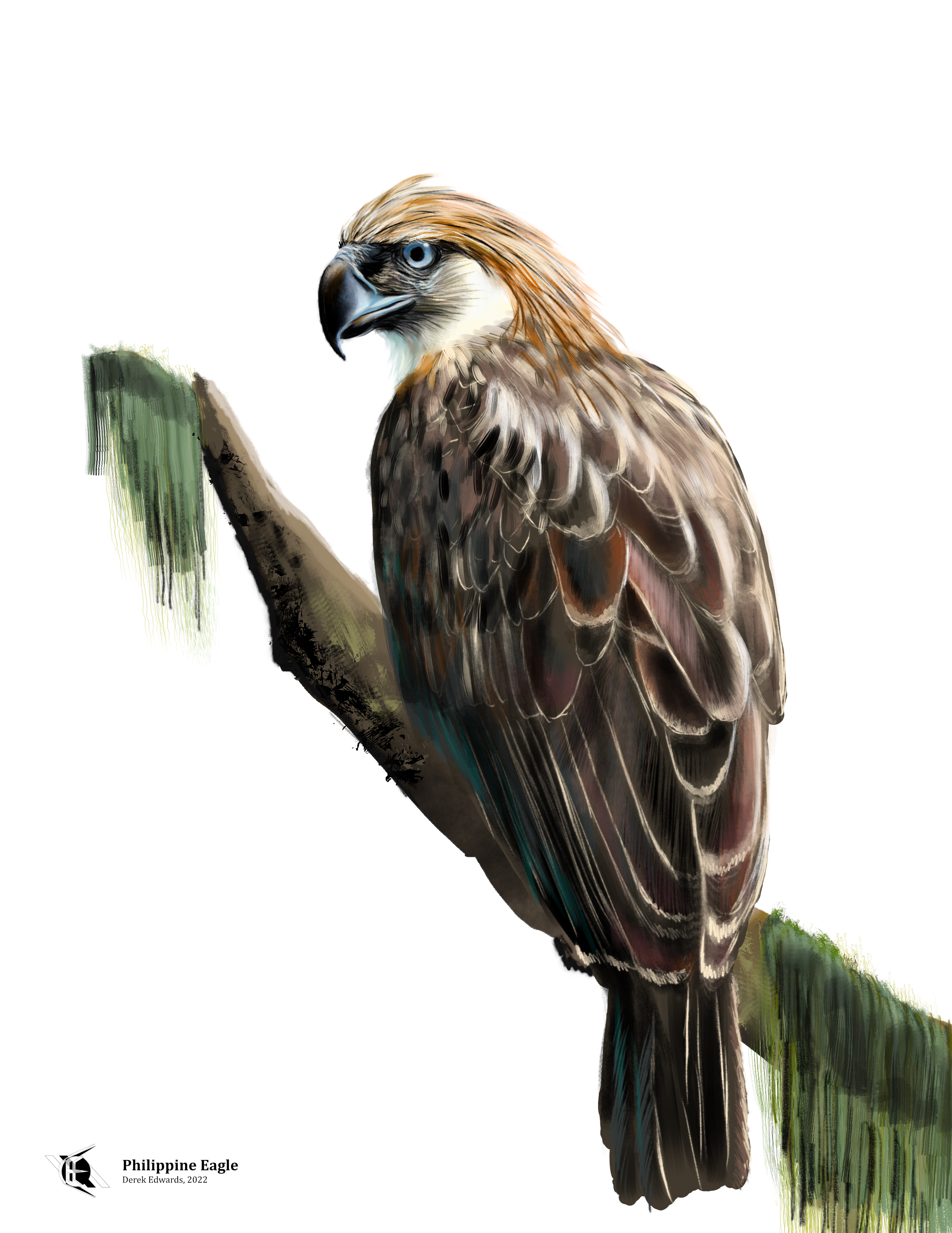 Philippine Eagle.png