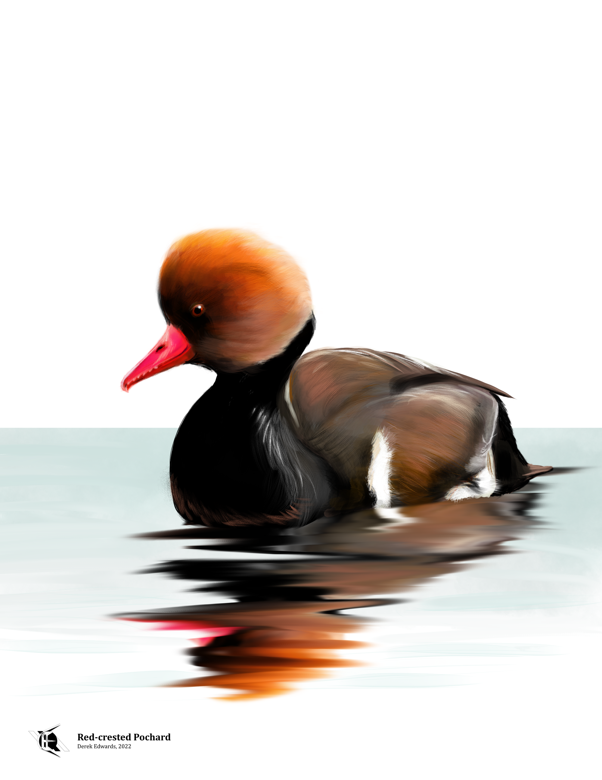 Red-Crested Pochard.png