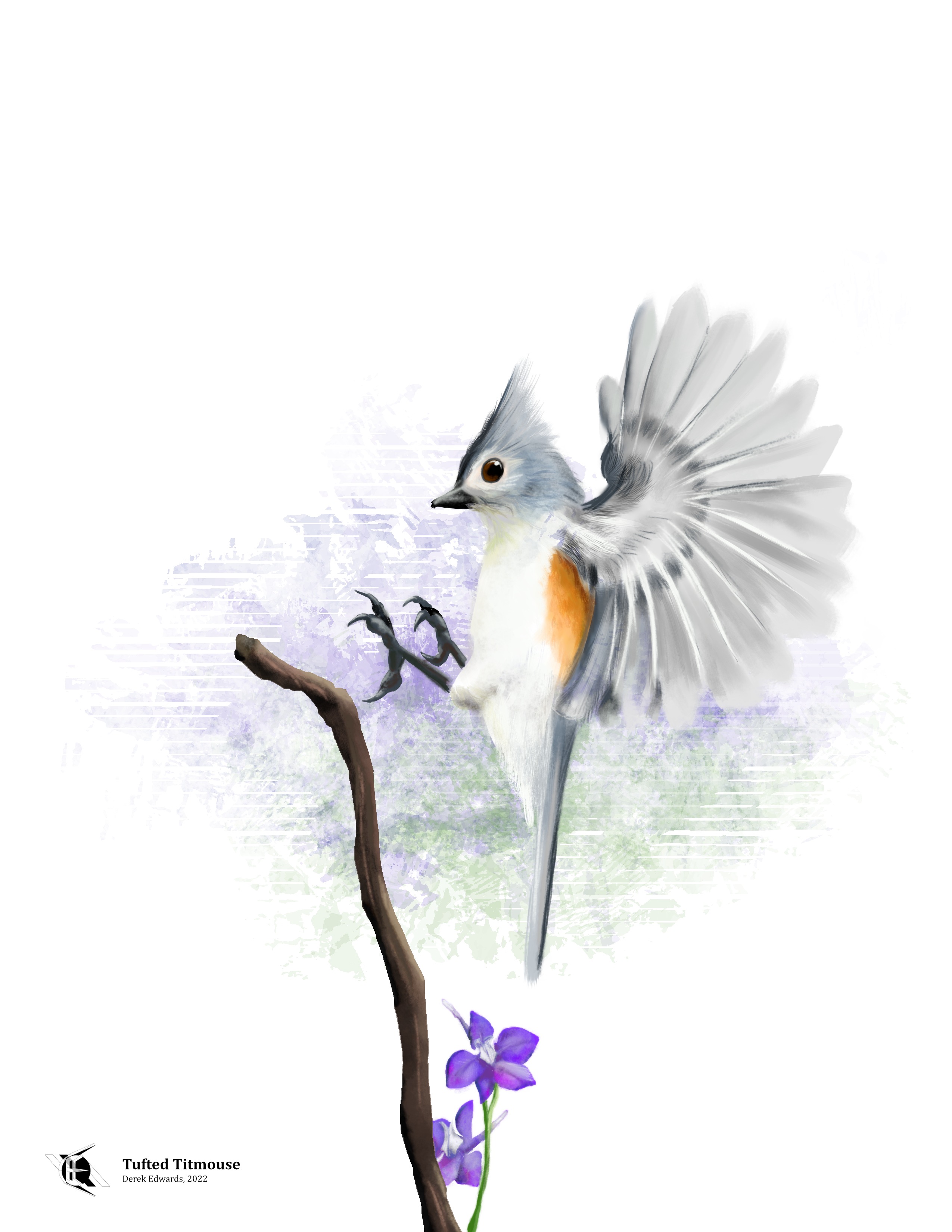Tufted Titmouse.png