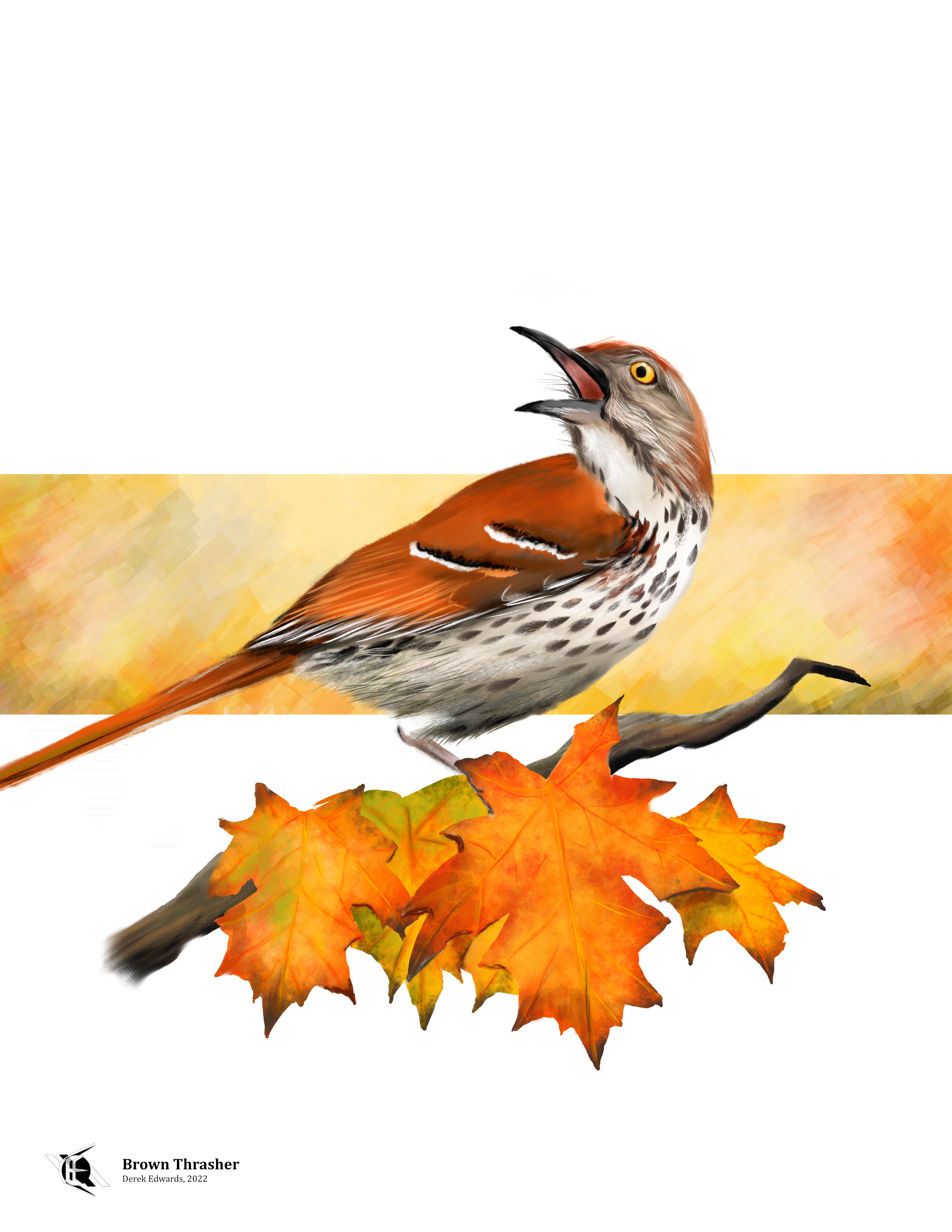 Brown Thrasher.png
