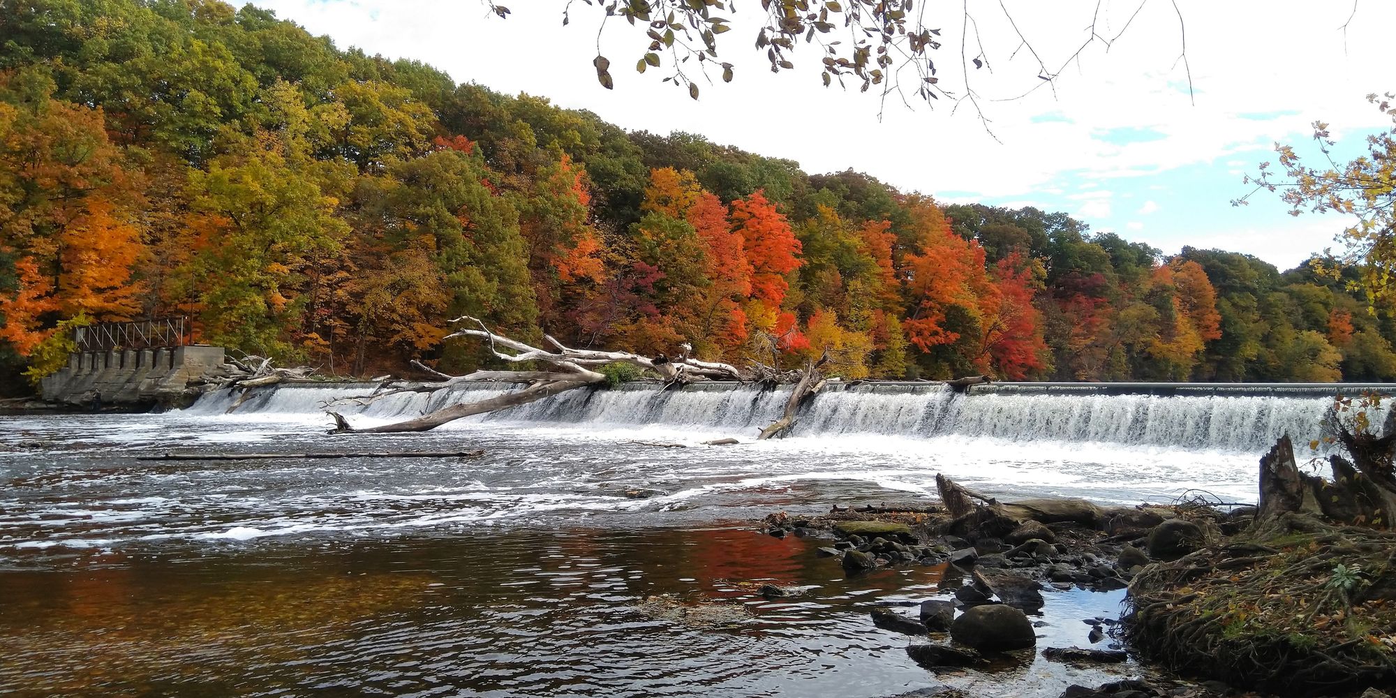 A river flowing over a short dam, with dead logs over-hangin the dam and a background of half-Autumn-turned forest