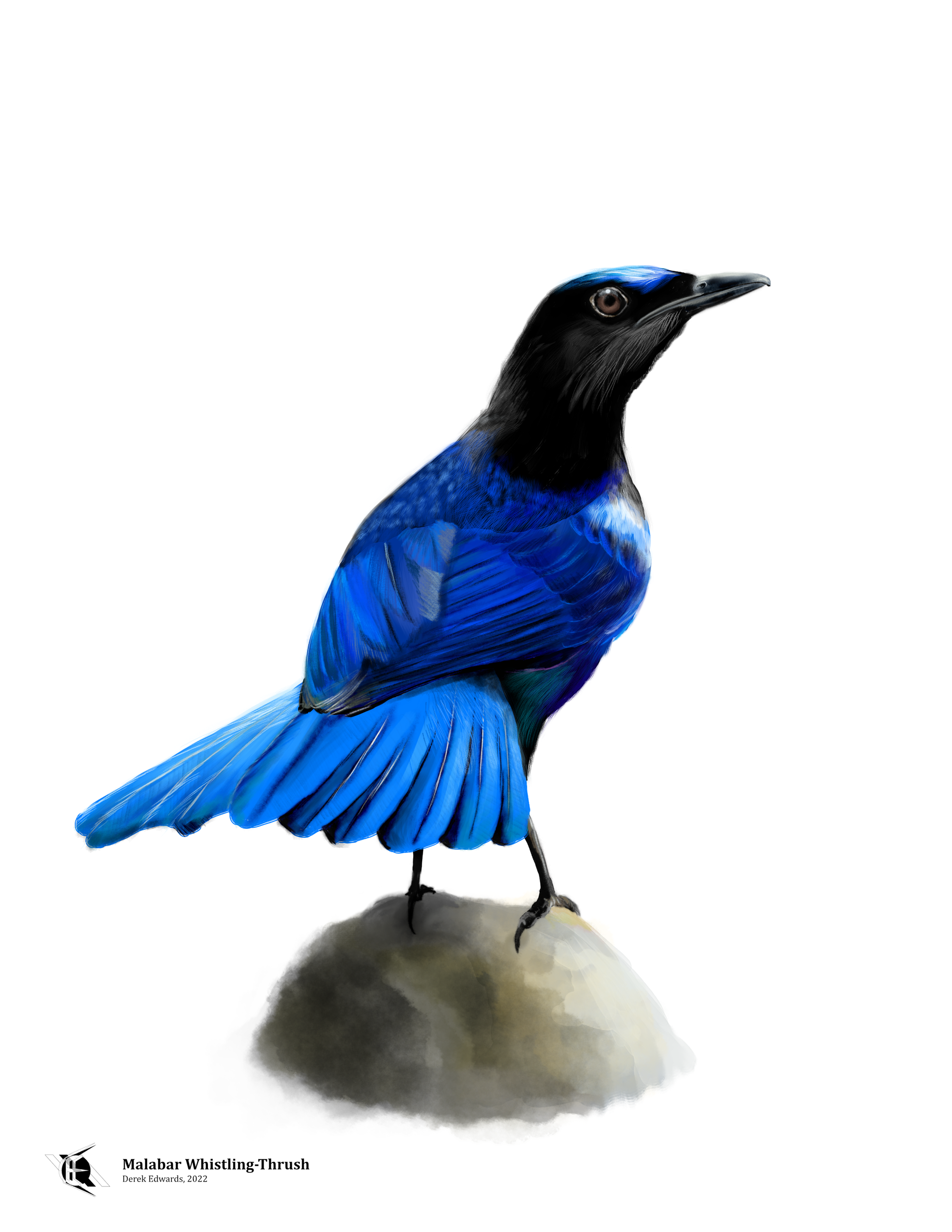 Malabar Whistling-thrush.png