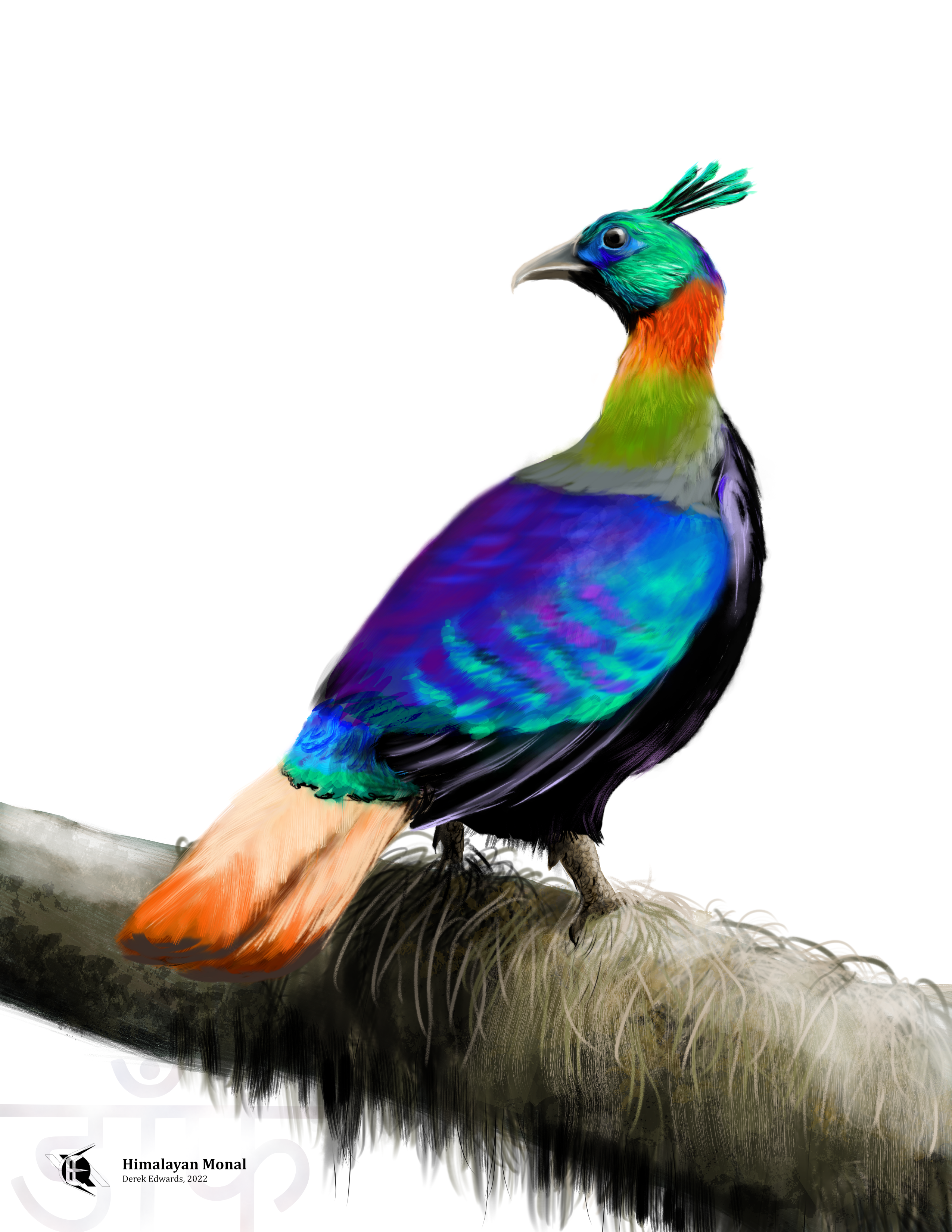 Himalayan Monal.png