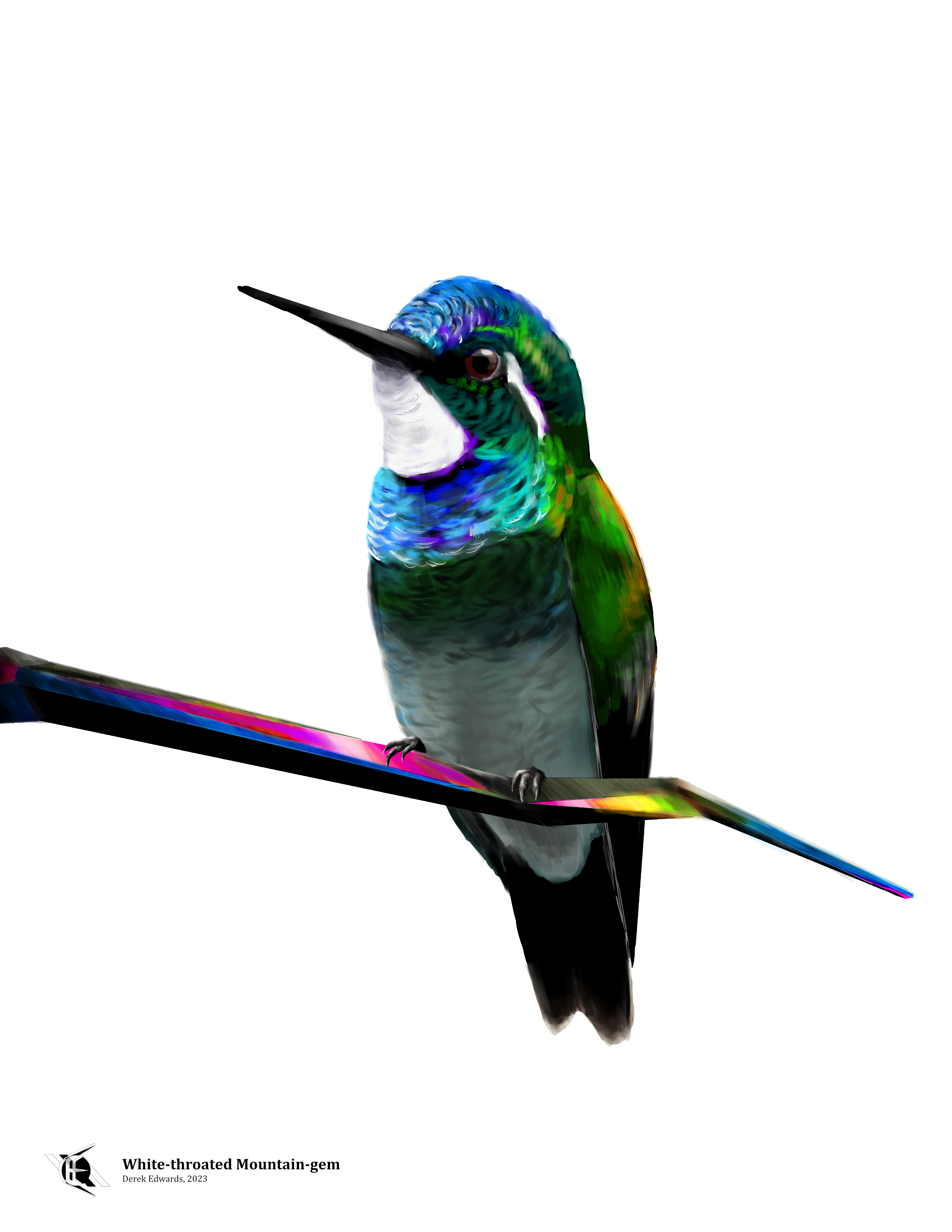 Drawing of a White-throated Mountain-gem, a dark green hummingbird with blue feathers on its head and chest and a white patch below its bill.
