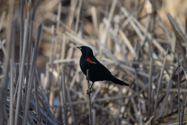 Among the Birds of the Mitten