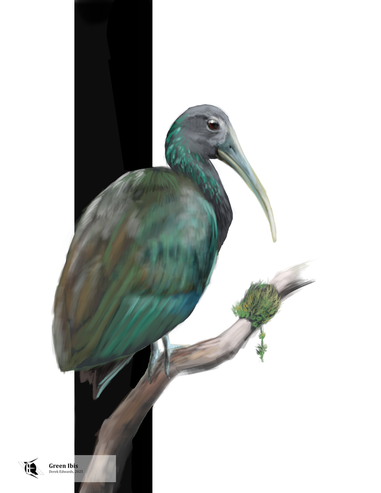 Running Commentary 11/3/2025